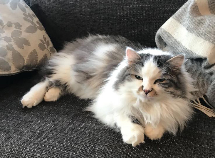 Sibirisk katt Bach